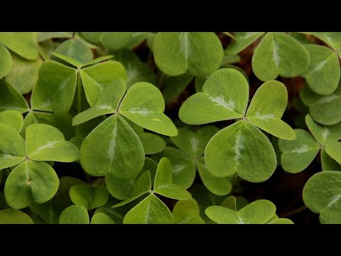 Green Thumb Permaculture Gardening