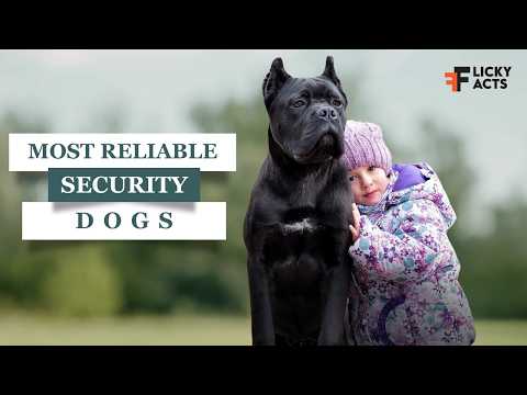 Most Wanted Security Dogs In The World 2024 | Guard Dogs
