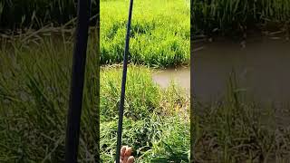 mancing mengunakan jaring. seru betulll...#seru #mancing #jaringikan #mancingjaring