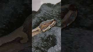 🤍✨#piedballpython (reposted & edited vid)#snake #viral #shorts #foryou #reptiles #animals #fypシ