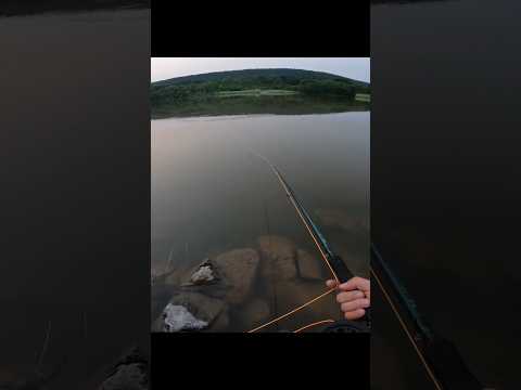 Big crappie slams my crappie magnet fly fishing! #flyfishing #fishing #crappie #fish #shorts