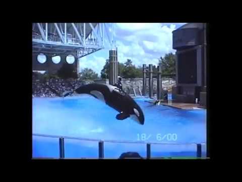 Shamu Adventure Orlando 2000