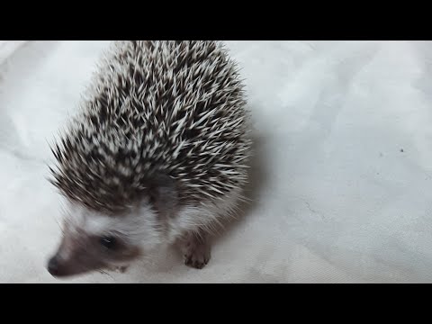 Hedgehog Moments part 5 #cuteanimal #funny #trending #cutepet #capcut