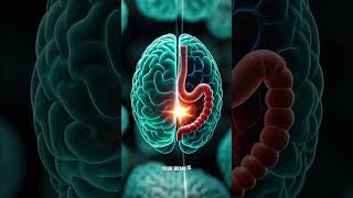 You Have a Second Brain in Your Gut! 🧠🍽️ #mindblown #brainfacts #facts