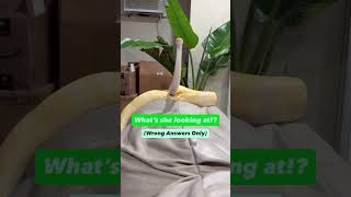What was my Ball Python looking at!? Wrong Answers Only😂🐍