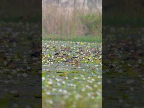 #lesserwhistlingduck #wildlifephotoghraphy #birds #nature #shorts #subscribe