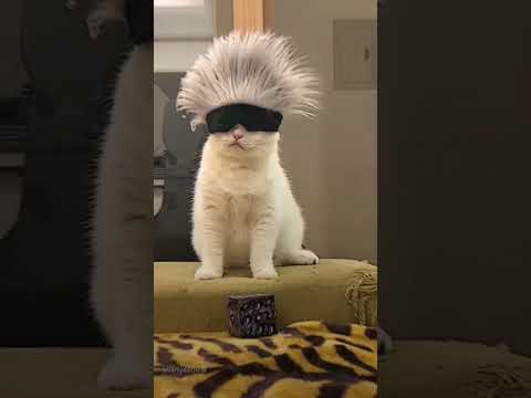 GOJO CAT 🙀 SUBSCRIBE FOR MORE VIDEOS F#trending #viralvideo #viral