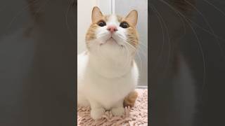 Kitty meowing to attract cats