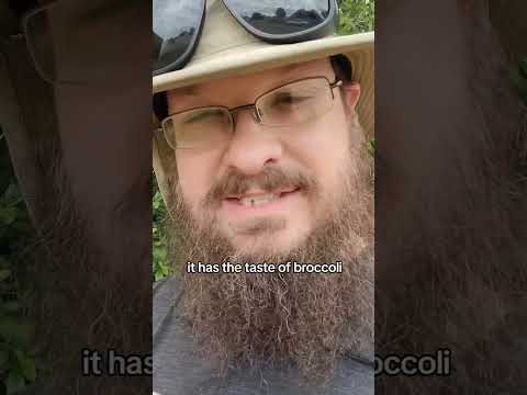 What flowers!? #growfood #gardenflowers #garden #homegrown #eatableflowers #plants #growyourownfood