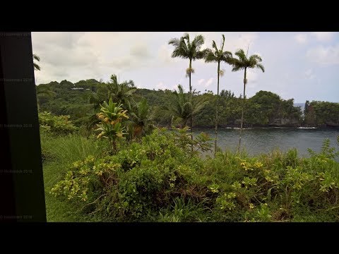 Can they really grow tea in Hawaii?