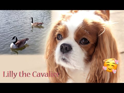 Lilly, flowers and waterfowl 🐶😍 | Cavalier King Charles Spaniel Lilly