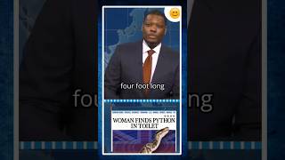 4 feet long python #funny #snl   #Shorts