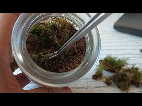 Maintenance in a Moss Terrarium/ Propagate Moss Easily 🌿🌲