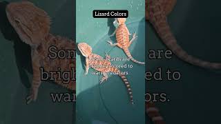 Fascinating Reptile Facts You Didn't Know 48. #reptileworld #beardeddragon #reptiles #lizard #facts