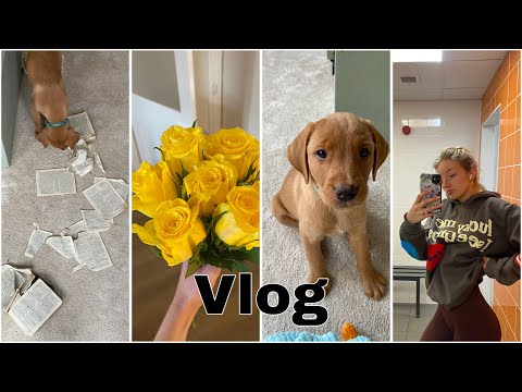 VLOG - WE GOT A PUPPY
