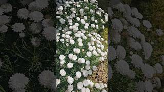 flowers 💕💕💕 #funlearningactivities #childrensmusic #supersimple #nurseryrhymes  #kidssongs