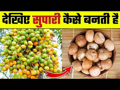 देखिए सुपारी कैसे बनती है | Supari kaise banti hai | How Areca nut are made | Betel nut process