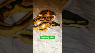 #triple6serpents #snake #piedballpython #beautiful #ballpython #giveaway #reptiles #fancy #mystery