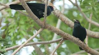 3 Hours Asian Koel Bird Sound Effect For Studying-Nature Sounds