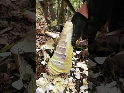 Harvest fresh bamboo shoots #BambooHarvest #FreshProduce #SustainableFarming