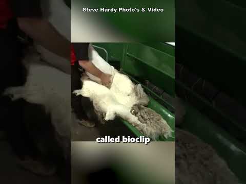 Undressing sheep with bioclip #shorts