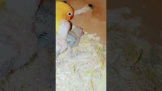 #viral #trending #religion #birds #lovebirds #lovebirdmania #pigeon #albiononline #parrot #morning