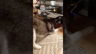 Dog hardware. Cat software. 🐺🤪😅🥰 #siberianderpskies #husky #siberianhusky #huskylife #huskies