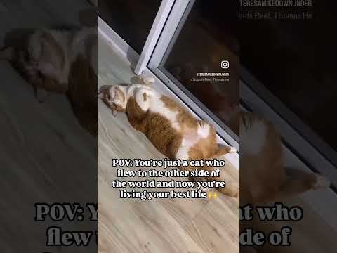 Best decision we ever made! 🐾 🇦🇺 #livinginaustralia #expatlife #australia