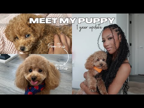 MEET MY PUPPY! 1 YEAR UPDATE | training + lifestyle + lessons | mini/toy poodle