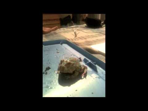 blue pacman frog