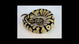 Ball Python (Royal Python) #ballpython #snake #royalpython #notfluffycom