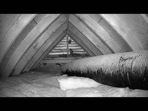 Watch the bats in my attic: night 5