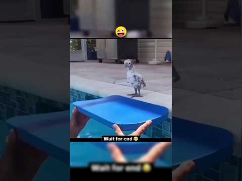 THANDA HAI THANDA HAI |#comedy #shortvideo #shortsfeed #viralshorts #kids #swimming #funny