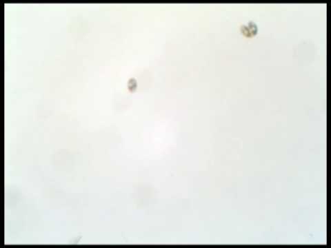 Fast Moving Protozoa