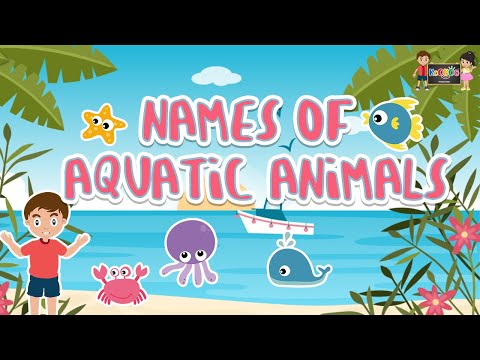 Aquatic Animals | Learn About Water Animals | KooBoo Kids | KooBoo Productions