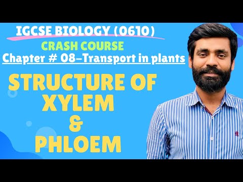IGCSE Biology| Chapter #08 Transport in plants (xylem & phloem- structures and function)