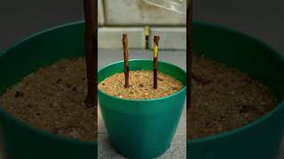 #garden #gardening #fruit #tree #farming #shafikulgarden #propagate_guava_tree #guava #fruittree