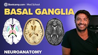 Basal Ganglia Anatomy Made Simple | Neuroanatomy for Med Students