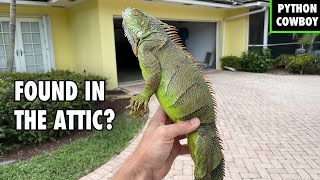 I Went on a House Call… and Found Iguanas in the Attic
