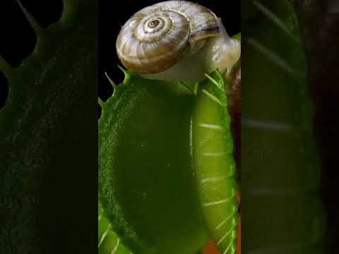 Fly trap catches the snails  | #PromoMunchies #snail