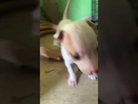 CHUCHAY’S NEW PUPPIES 🐶