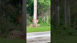 Face to Face with a Wild Whitetail Doe on the Street #shorts #whitetail #wildlife