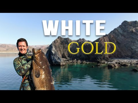 Finding Gold in the Cold - Winter Spearfishing Grouper