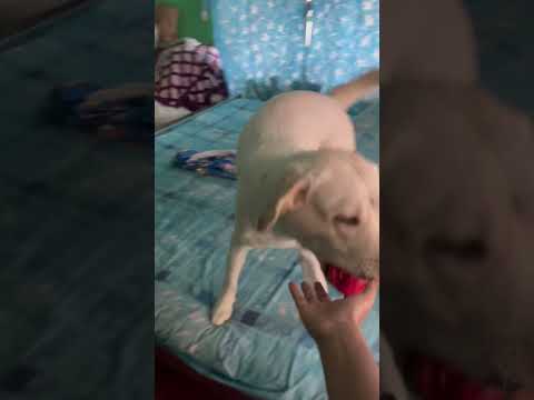 দুই বোনের রোজকার ঘটনা চিনি টুকটুক