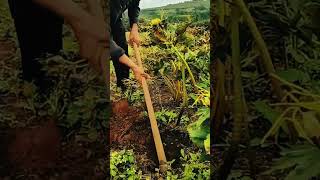Weeding & Hilling in Corn Fields 🌽🚜 #LabeeqAgriFarm #AgriTools #SustainableFarming