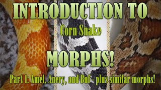 INTRODUCTION to corn snake morphs! Anery, Amel, Buf (and more) Timestamps in Description