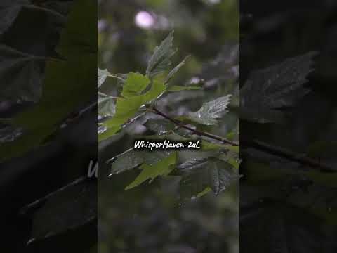 “Gentle Rain & Thunderstorm Relaxing Sound – Calm Sleep Aid”  #ambientmusic #relaxingsounds