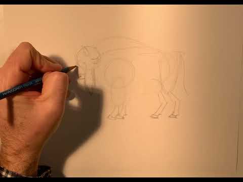 Step by step how to draw a Buffalo