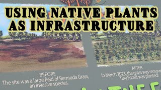 Using Native Plants As Infrastructure 
