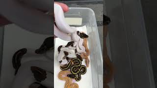 Beautiful Pied Ball Pythons! #ballpythonmorphs #piedballpython  #royalconstrictordesigns